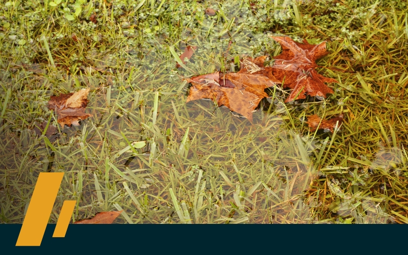 image of a flooded backyard