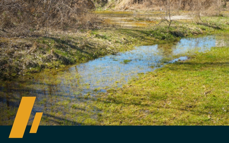 Signs You Need Drain Field Services - Dirt Cheap Sewer Co. image of a flooded backyard