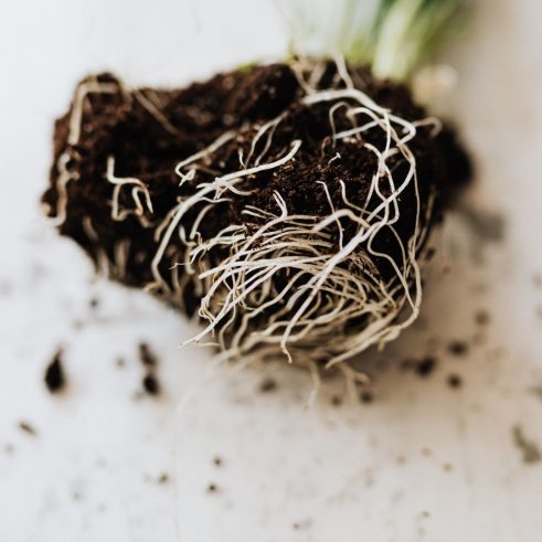 roots of a plant