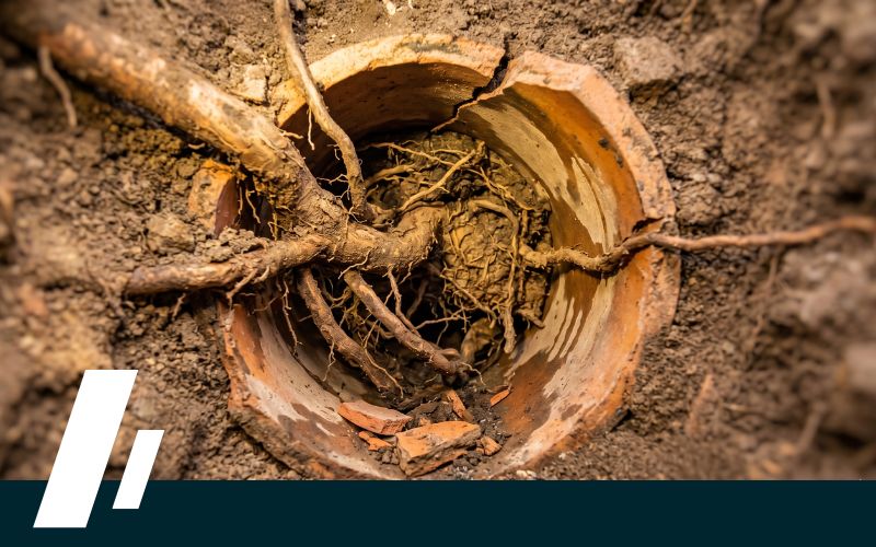 Underground pipe with exposed interior, roots and soil tangled inside the circular opening (pipe damage). This shows root intrusion in a plumbing line.